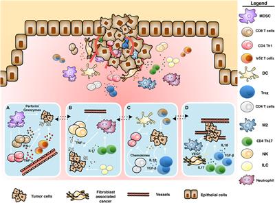 γδ T Cells and Tumor Microenvironment: From Immunosurveillance to Tumor Evasion